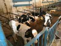 Bull, Holstein breed — photo 5