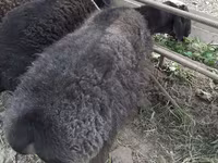 Ram, Sheep — photo 3