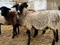 公羊, Romanov sheep — 照片 1