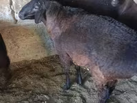 公羊, Sheep — 照片 4