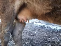 بقرة, Swiss cattle — الصورة 7