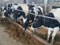 Kuh, Russian Black pied cattle — Foto 4