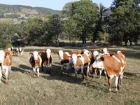 गाय, मोंबेलियार्ड — फ़ोटो 1