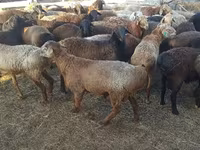 Carnero, Edilbay sheep — foto 2