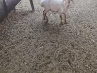 Ram, Sheep — photo 2