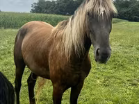 Hengst, Rocky Mountain Horse — Foto 3