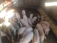 Қабан, Шошқалар — 3-сурет