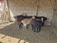 Carnero, Arashan sheep — foto 6