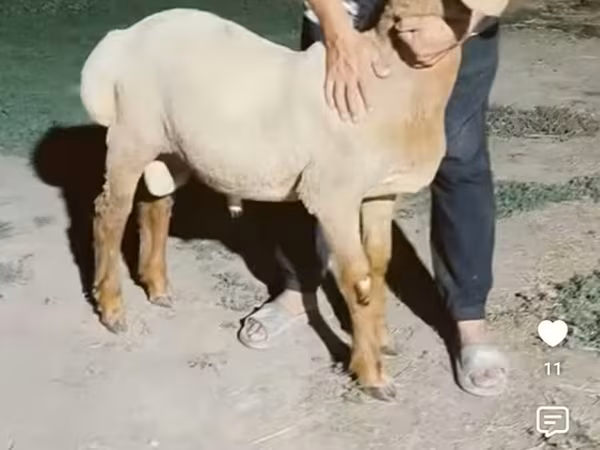 Қошқар, Arashan sheep