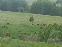 Cow, Cattle — photo 7