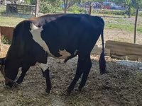 Bull, Cattle — photo 2