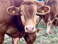 Toro, Vaca Limousin — foto 3