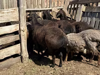 公羊, Hissar sheep — 照片 5