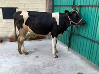 Cow, Holstein breed — photo 4