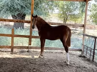 Horse (M), Horses — photo 2