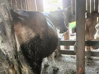 Сиыр, Simmental cattle — 4-сурет