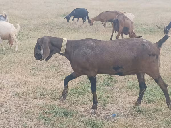 बकरी, Nubian Goat