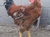 Chickens — Foto 2