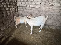 Goat, Saanen goat — photo 2