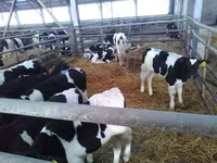 Bull, Holstein breed — photo 2