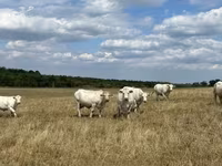 Сиыр, Charolais cattle — 3-сурет