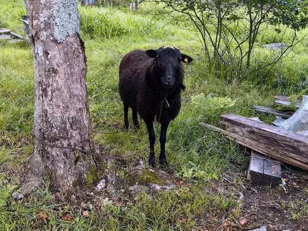 كبش, Romanov sheep