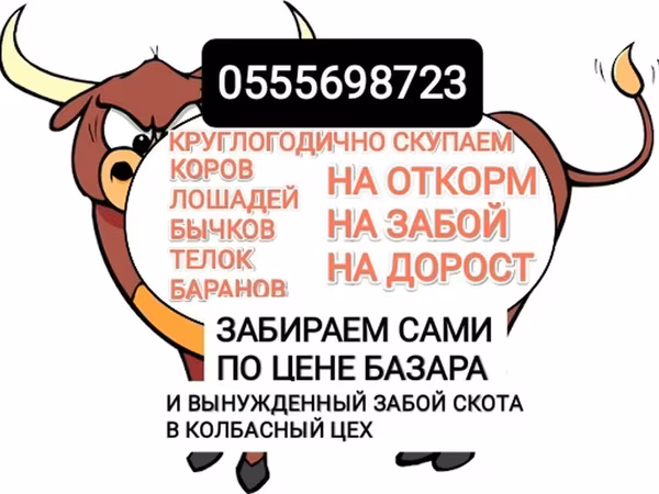 Бұқа, Ірі қара — Қырғызстан