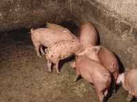 Boar, Pigs — photo 1