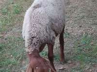 公羊, Sheep — 照片 2