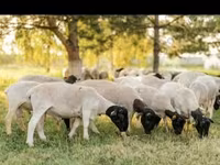 मेढ़ा, Dorper sheep — फ़ोटो 5