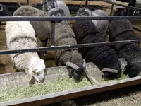 Ram, Sheep — photo 3