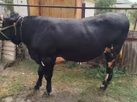 Bull, Holstein breed — photo 2