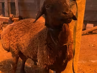 Widder, Hissar sheep — Foto 4
