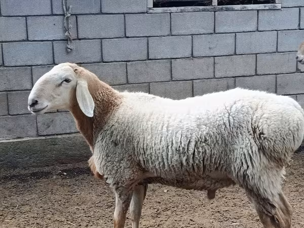 Қошқар, Arashan sheep