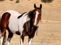 Айғыр, National Show Horse — 7-сурет