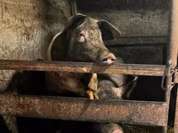 Sow, Pigs — photo 1