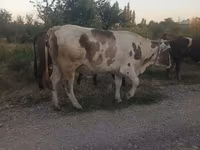 Сиыр, Ірі қара — 3-сурет