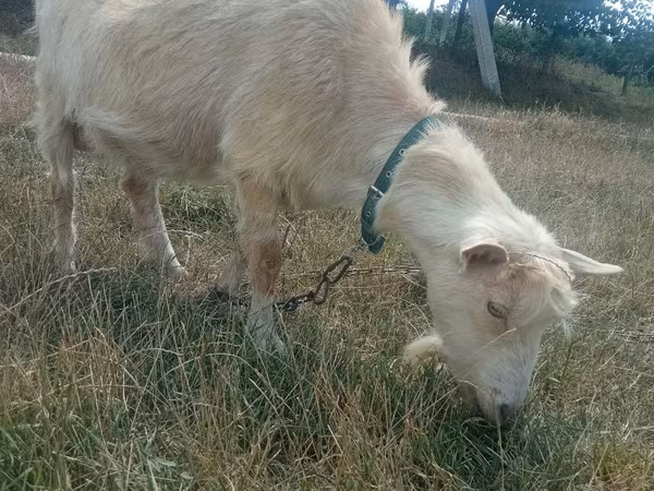 Ешкі, Ешкілер
