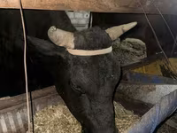Toro, Ganado vacuno — foto 5
