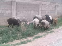 Қошқар, Hissar sheep — 5-сурет