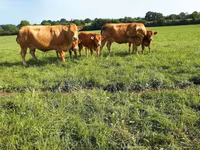 Cow, Limousin cow — photo 8