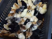 Chickens — 1-сурет