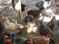 Chickens — الصورة 2
