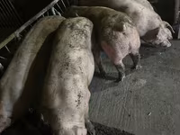 Porci de casa — 2-сурет