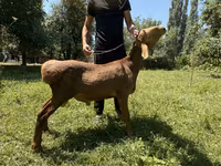 Қошқар, Rhon sheep — 4-сурет