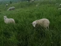 Ram, Sheep — photo 7