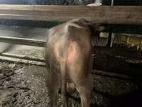 Toro, Ganado vacuno — foto 2