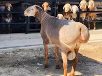Ram, Sheep — photo 6