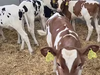 Vaca, Ganado vacuno — foto 2