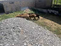 Carnero, Ovejas — foto 1